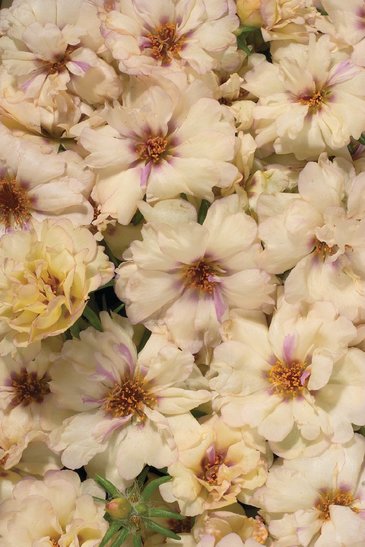 Портулак крупноцветковый (Portulaca grandiflora)