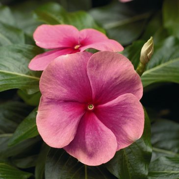 Катарантус розовый (Vinca rosea)