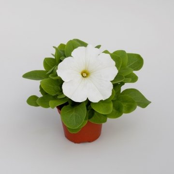 Петуния крупноцветковая (генетически компактная) (Petunia grandiflora)