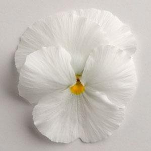 Виола виттрока (Viola wittrockiana)