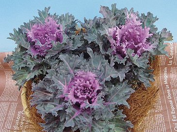 Декоративная капуста (Brassica oleracea)