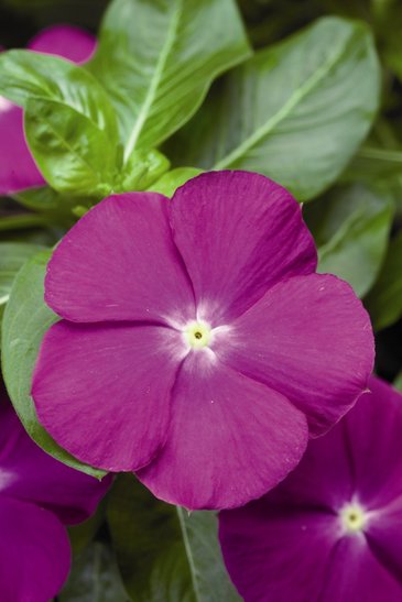 Катарантус розовый (Vinca rosea)