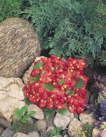Бегония вечноцветущая (зеленая листва) (Begonia semperflorens)