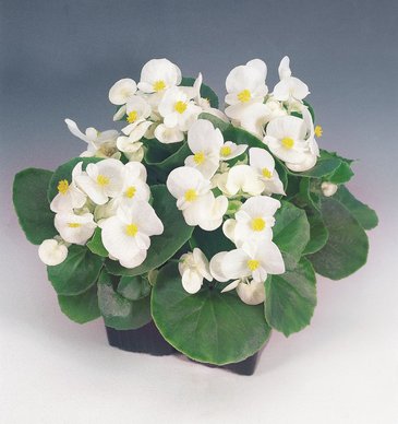 Бегония вечноцветущая (зеленая листва) (Begonia semperflorens)