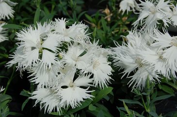 Гвоздика гибридная (Dianthus interspecific)
