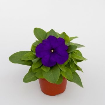Петуния многоцветковая (генетически компактная) (Petunia multiflora)