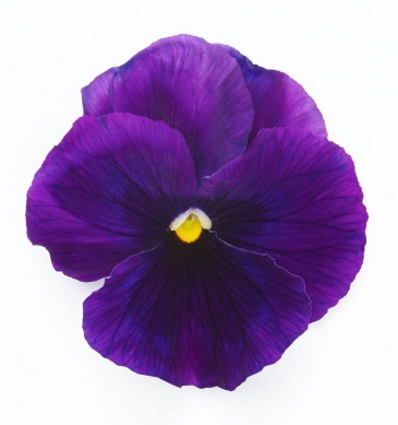 Виола виттрока (Viola wittrockiana)