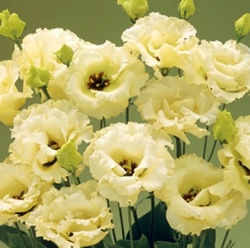 Лизиантус (Эустома) крупноцветковый (Lisianthus grandiflorum)