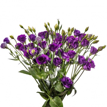 Лизиантус (Эустома) крупноцветковый (Lisianthus grandiflorum)