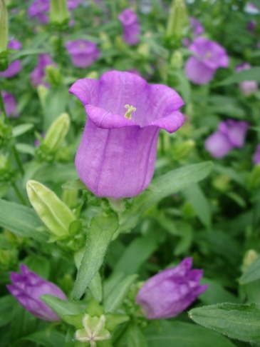 Колокольчик средний (Campanula medium)