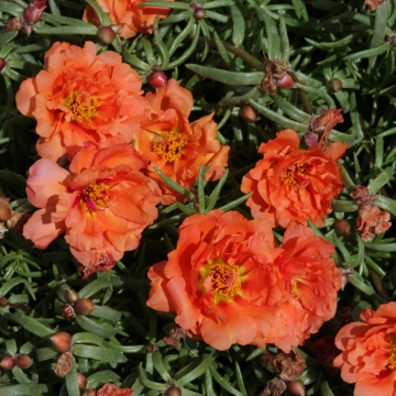 Портулак крупноцветковый (Portulaca grandiflora)