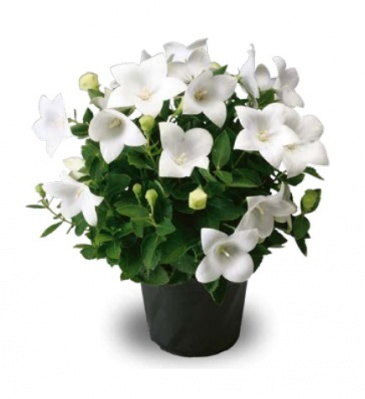 Платикодон крупноцветковый (Platycodon grandiflorus)