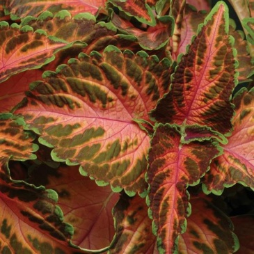 Колеус гибридный (Coleus х hybrida)