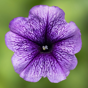 Петуния многоцветковая (генетически компактная) (Petunia multiflora)