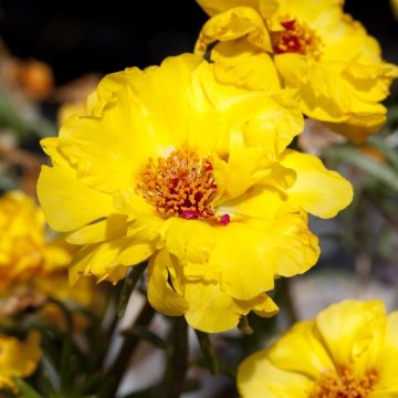 Портулак крупноцветковый (Portulaca grandiflora)