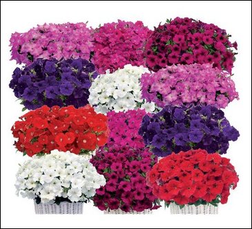 Петуния ампельная гибридная (Petunia x hybrida)