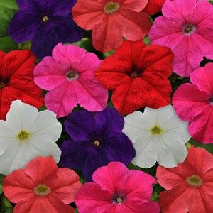 Петуния крупноцветковая (генетически компактная) (Petunia grandiflora)