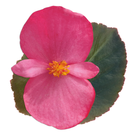 Бегония гибридная (бронзовая листва) (Begonia benariensis)