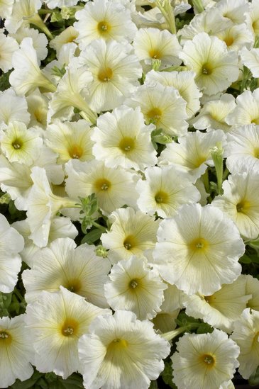 Петуния многоцветковая (Petunia multiflora)