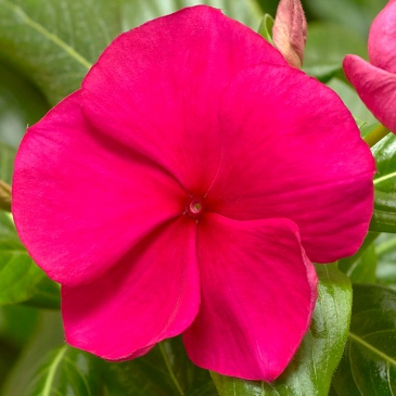 Катарантус розовый ампельный (Vinca rosea)