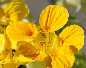 Настурция большая (Tropaeolum majus)