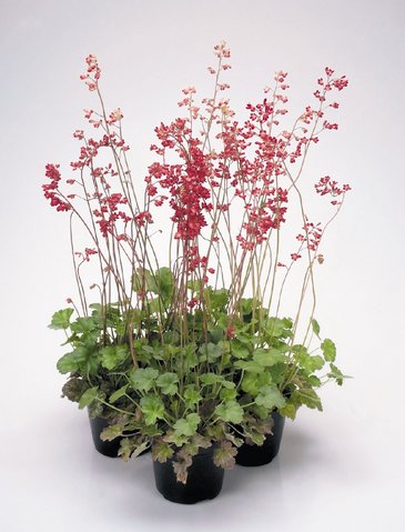 Гейхера кроваво-красная (Heuchera sanguinea)