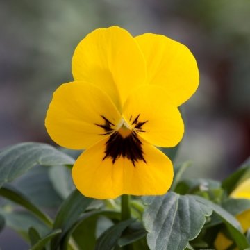 Виола рогатая (Viola cornuta)