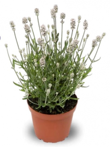 Лаванда узколистная (Lavandula angustifolia)