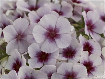 Виола Виттрока (Viola wittrockiana)