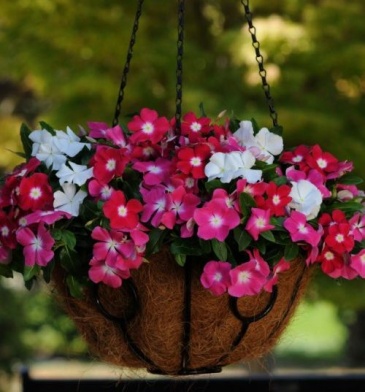 Катарантус розовый ампельный (Vinca rosea)