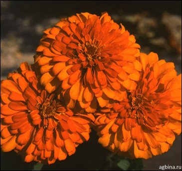 Цинния изящная (Zinnia elegans)