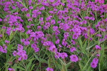 Вербена жесткая (Verbena rigida)