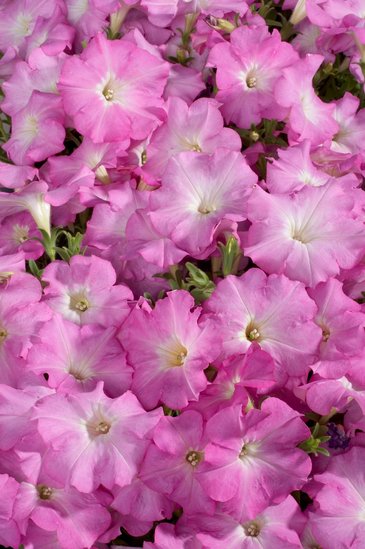 Петуния многоцветковая (Petunia multiflora)