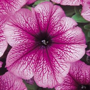 Петуния многоцветковая (Petunia multiflora)