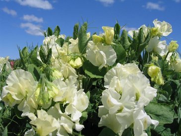 Горошек душистый (Lathyrus odoratus)