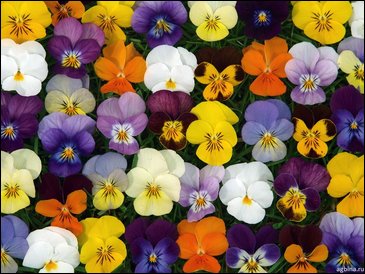 Виола рогатая (Viola cornuta)