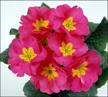 Примула бесстебельная (Primula acaulis)