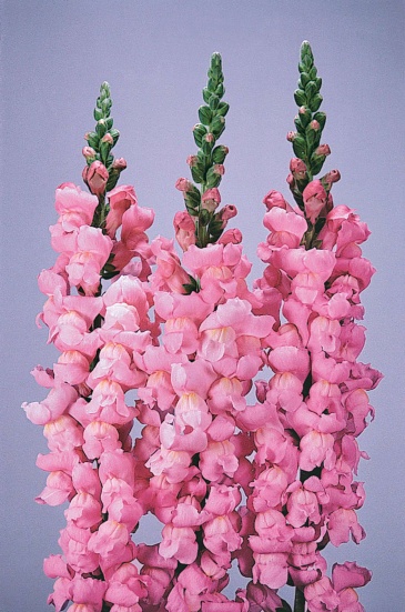 Львиный зев (Антирринум) большой (Antirrhinum majus)