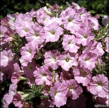 Петуния ампельная гибридная (Petunia x hybrida)