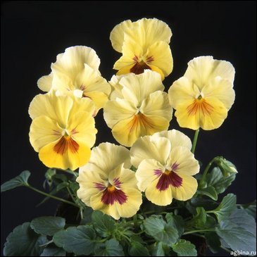 Виола гибридная (Viola wittrockiana x cornuta)