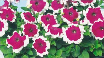 Петуния многоцветковая (Petunia multiflora)