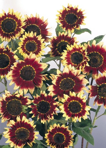 Подсолнечник летний (Helianthus annuus)