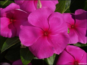 Катарантус розовый (Vinca rosea)