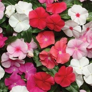 Катарантус розовый (Vinca rosea)