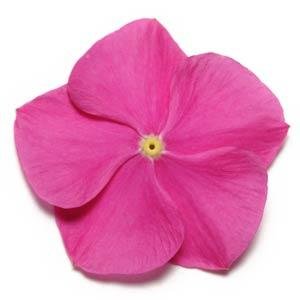 Катарантус розовый (Vinca rosea)