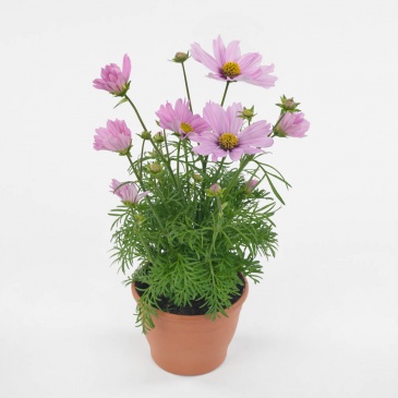 Космея дваждыперистая (Cosmos bipinnatus)