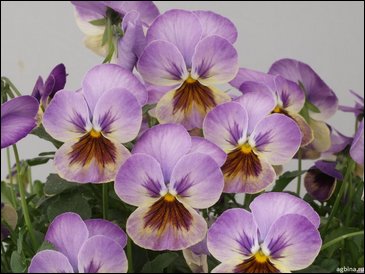 Виола гибридная (Viola wittrockiana x cornuta)