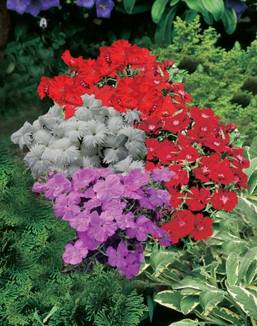 Гвоздика китайская (Dianthus chinensis)