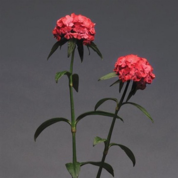 Гвоздика турецкая (Dianthus barbatus)
