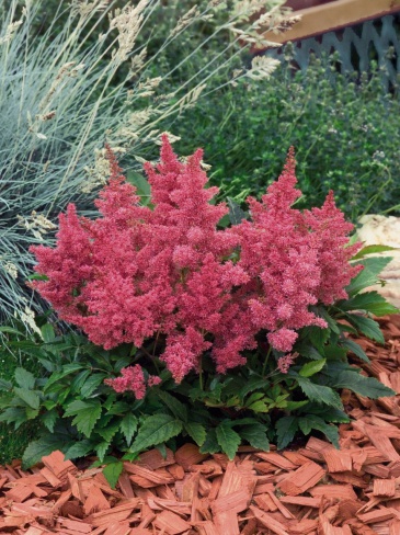 Астильбе Арендса (Astilbe arendsii)